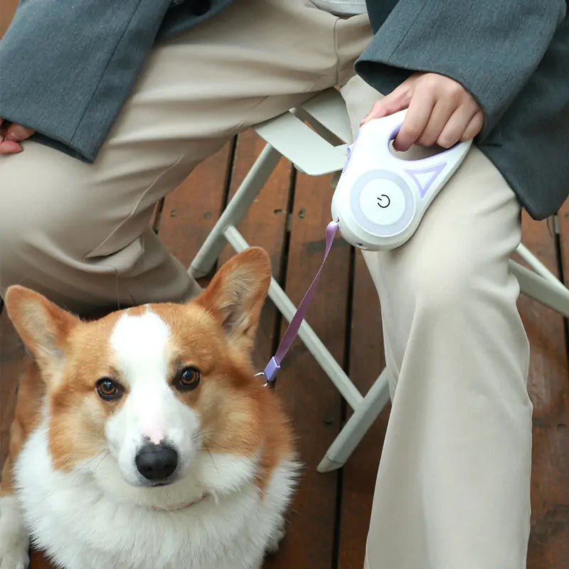 LED Dog Leash